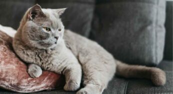 E tu sai quanti giorni può stare il tuo gatto da solo in casa? La risposta dei veterinari per non rischiare