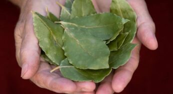 Sta per arrivare la Primavera e tutti stanno facendo un insolito “rito” con l’alloro: scopri a cosa serve