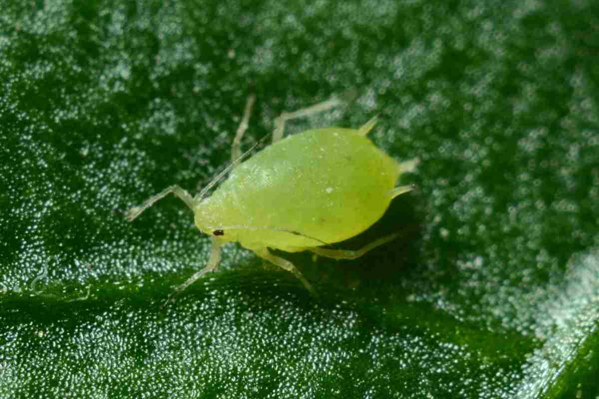 Afidi