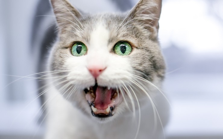 Primo piano di un gatto che miagola