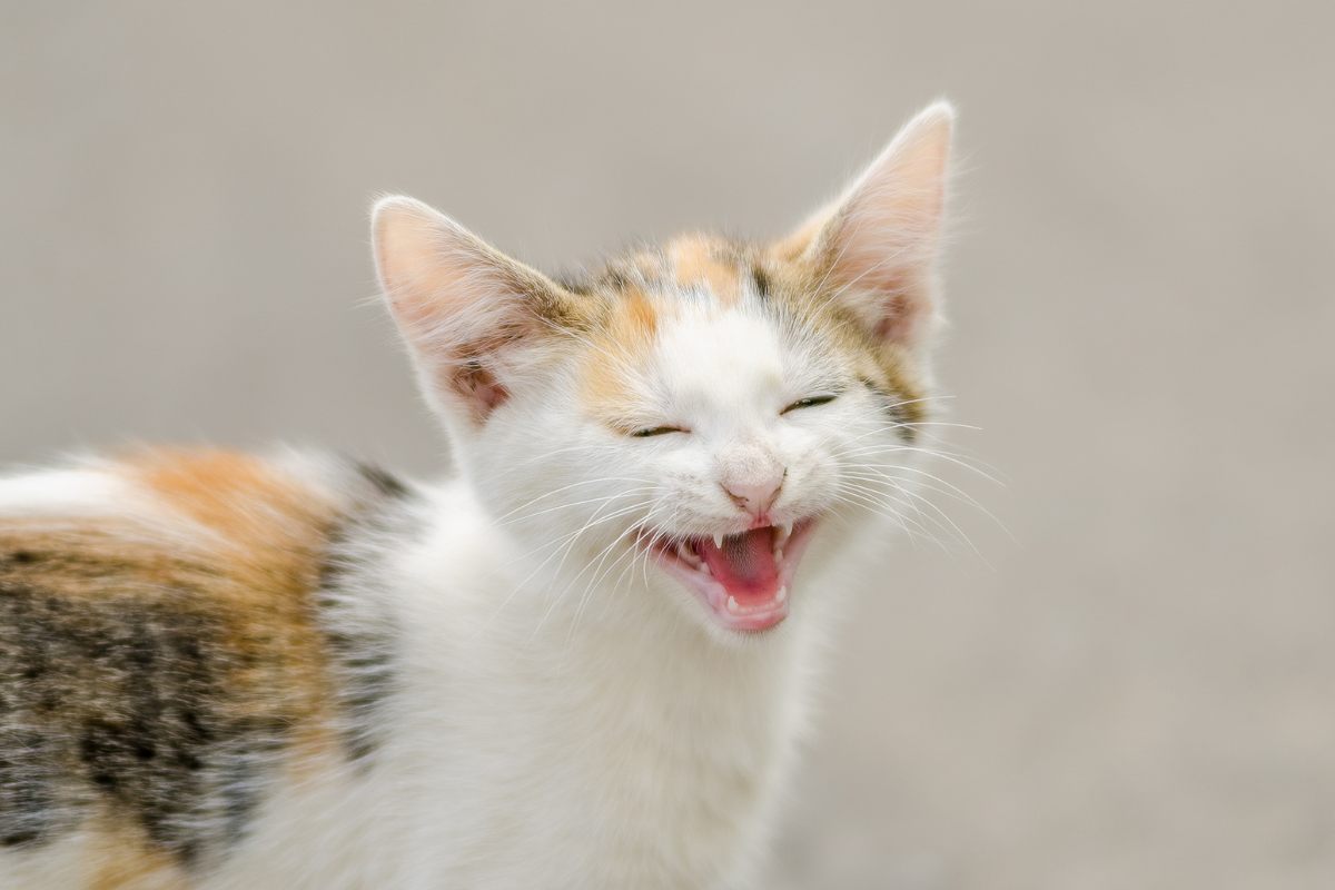 Cucciolo di gatto che miagola