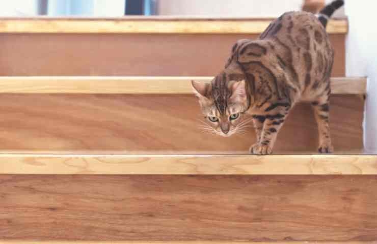 Gatto sulle scale