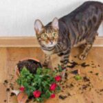 Gatto e vaso rotto