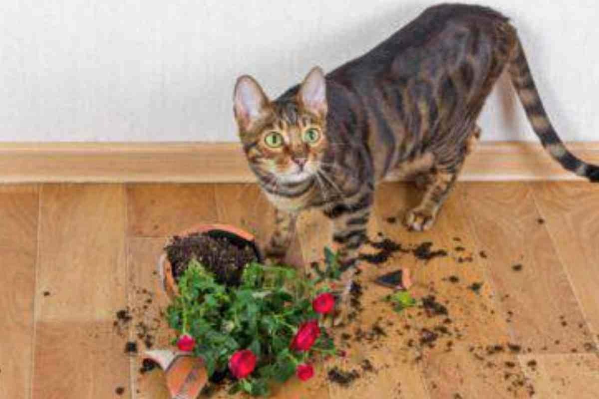 Gatto e vaso rotto