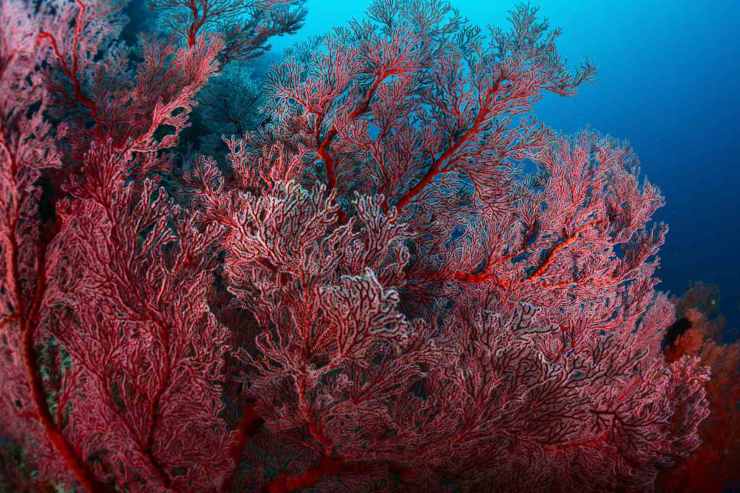 Corallo rosso