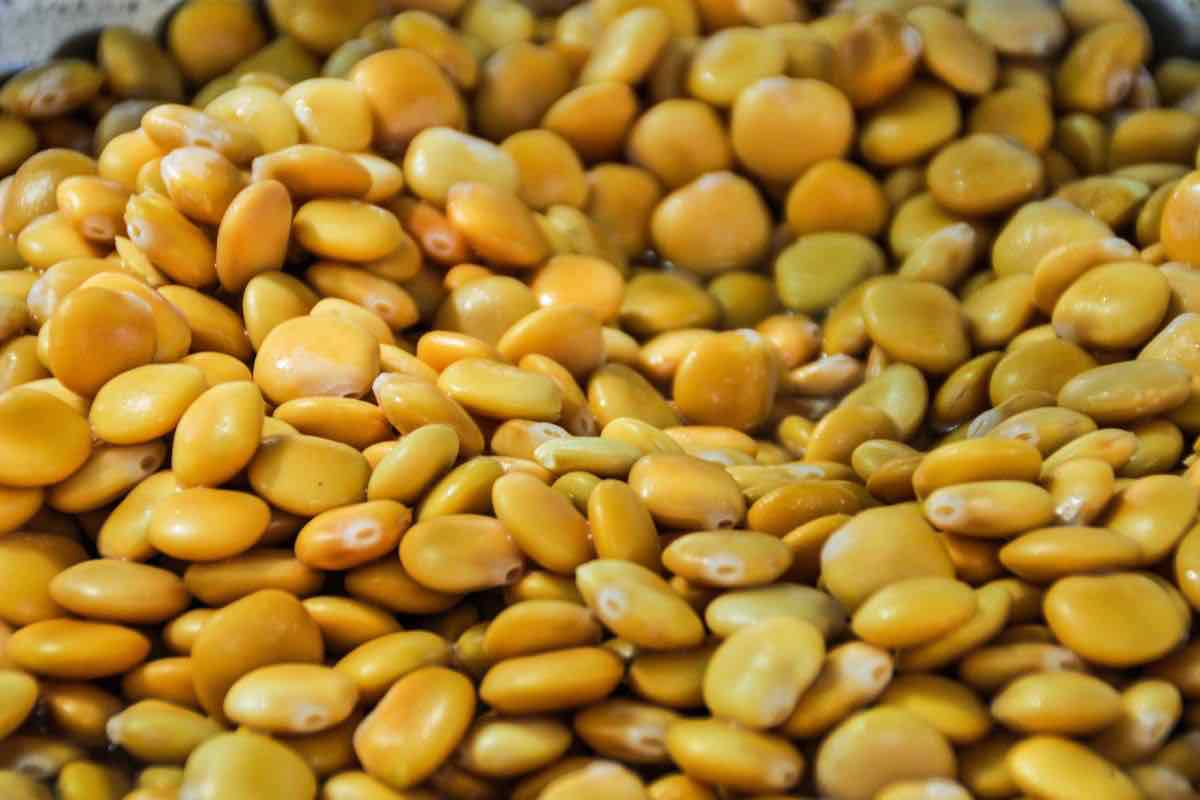 Lupini