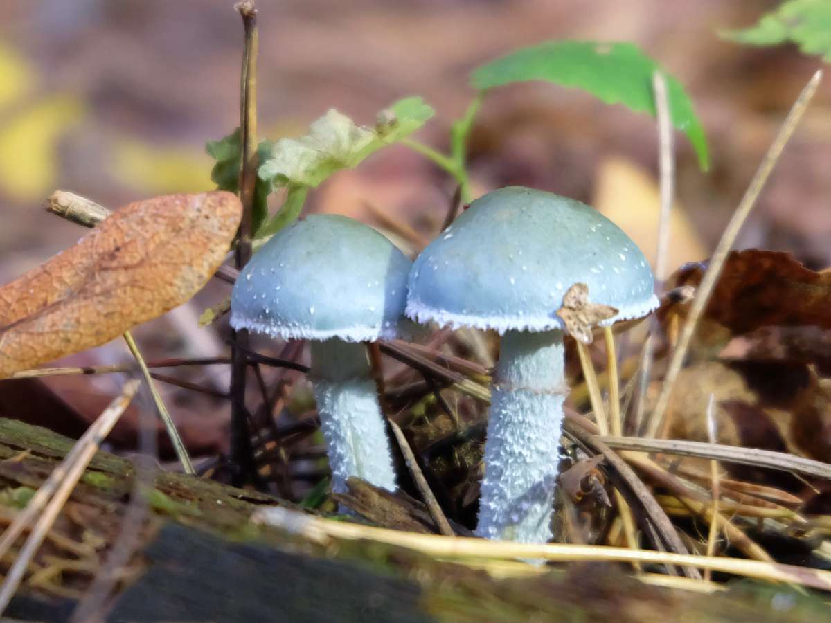 fungo azzurro