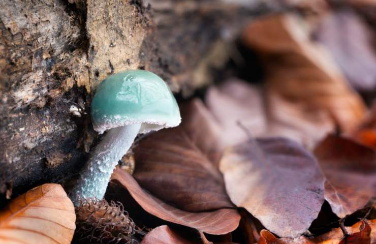 stropharia caerulea