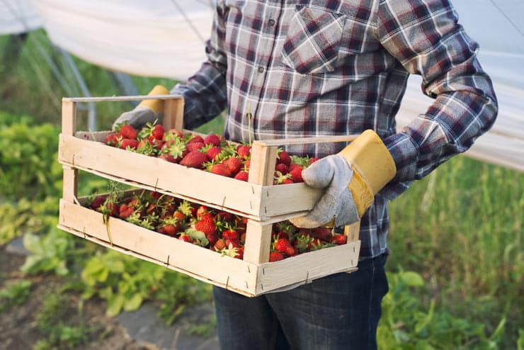 Contadino che porta una cesta di fragole
