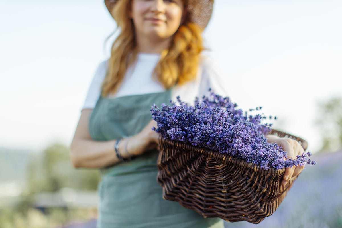 donna con cesta di fiori di lavanda
