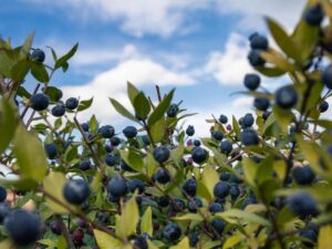 pianta di mirto