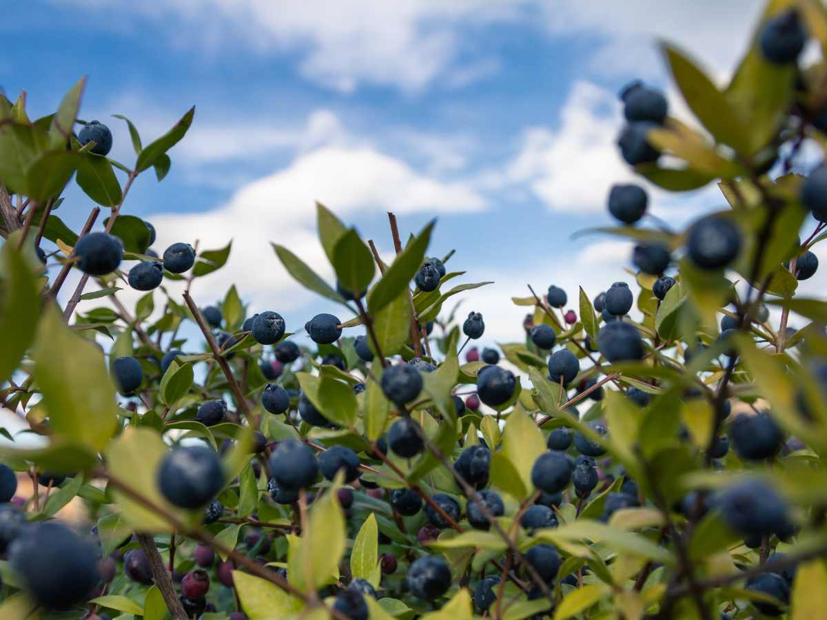 pianta di mirto