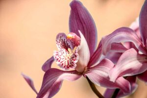 orchidee