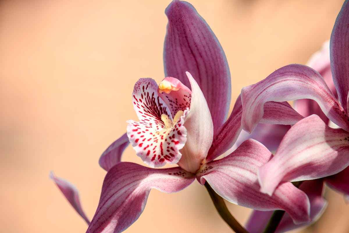orchidee