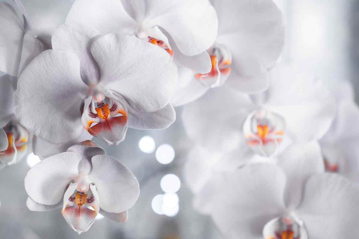 orchidea bianca