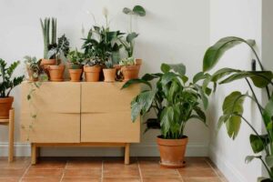 mobiletto con piante e altre piante in casa