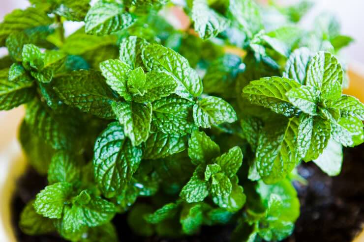 pianta menta