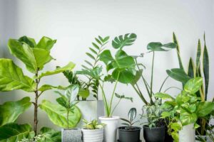 piante in vasi che hanno diverse dimensioni e forme