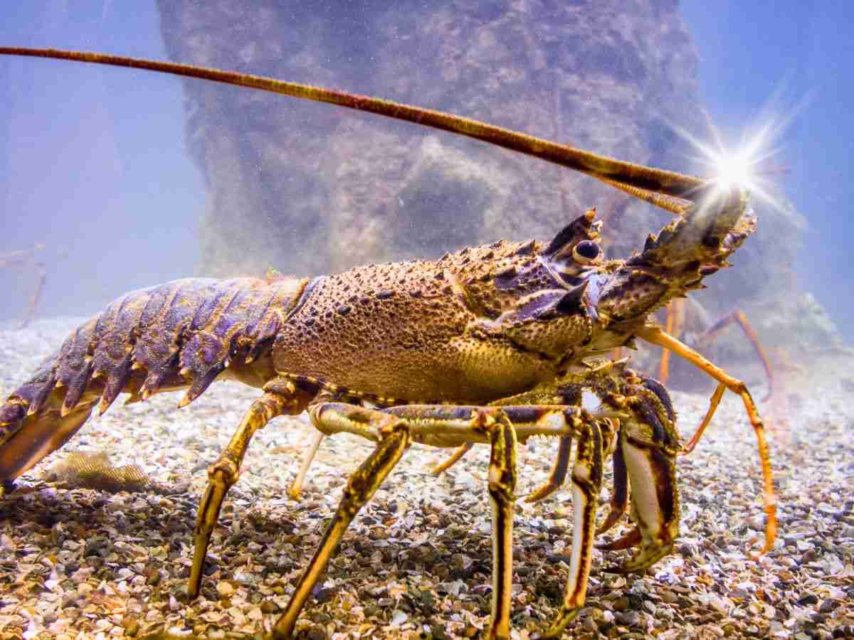 aragosta vispa