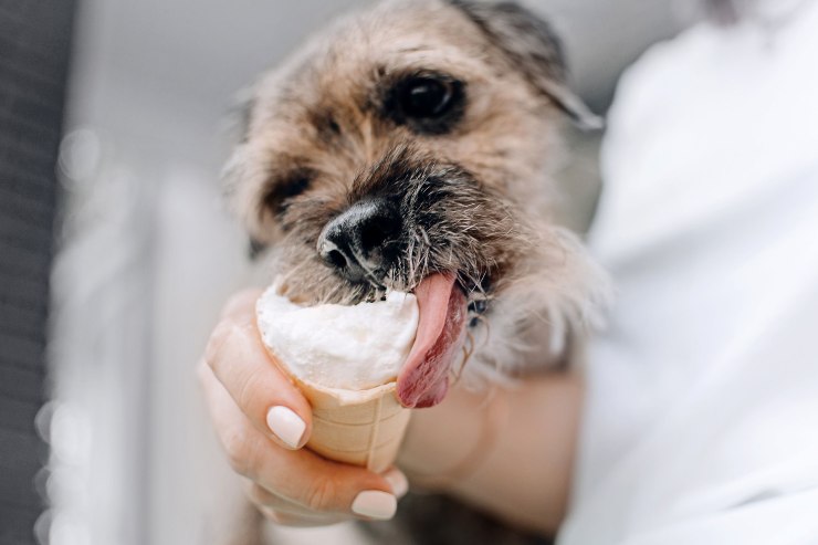 Cane mangia il gelato alla banana