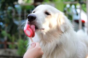 Cane mangia il gelato