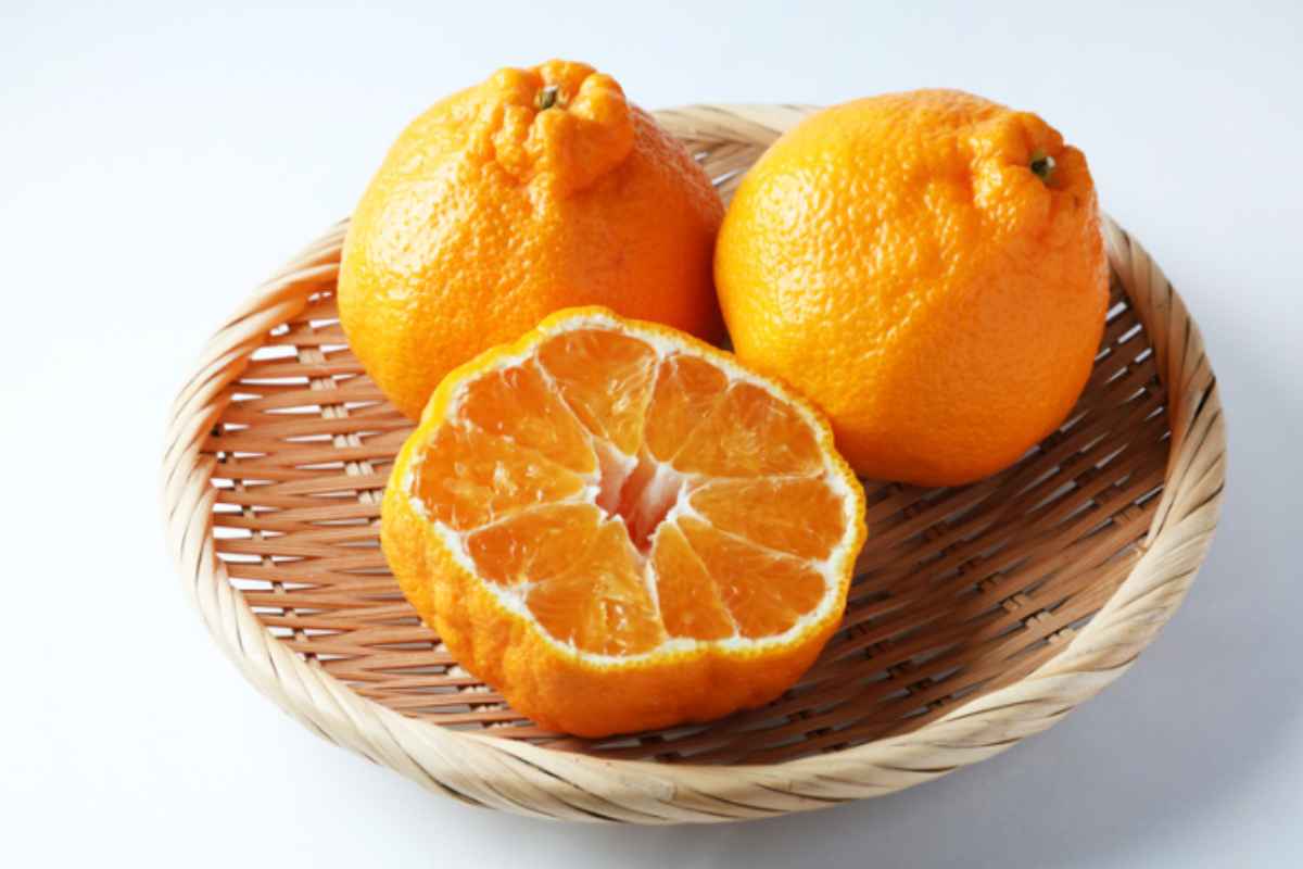 agrume pompia