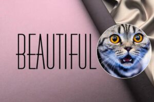 logo beautifil con gattino sorpreso