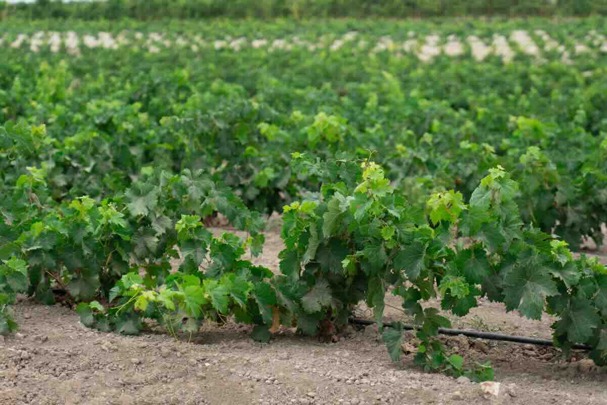 vigneto di malvasia