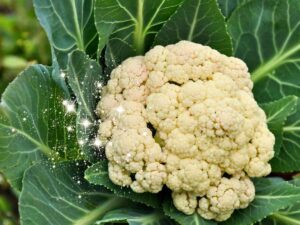 cavolfiore a foglie larghe e luci che lo illuminano