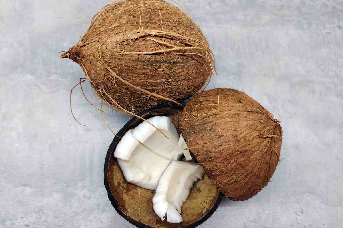 noce di cocco