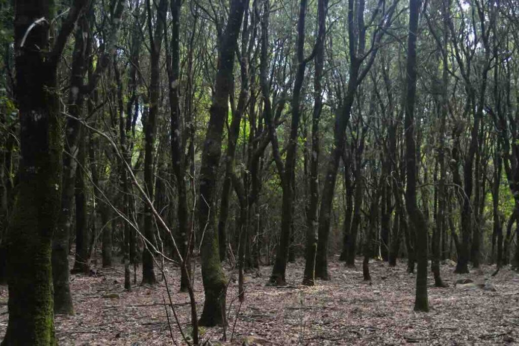 Albero nel Parco dei Sette Fratelli