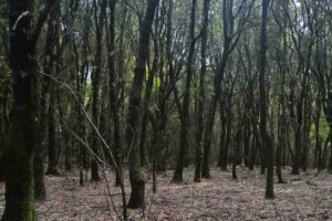 Albero nel Parco dei Sette Fratelli