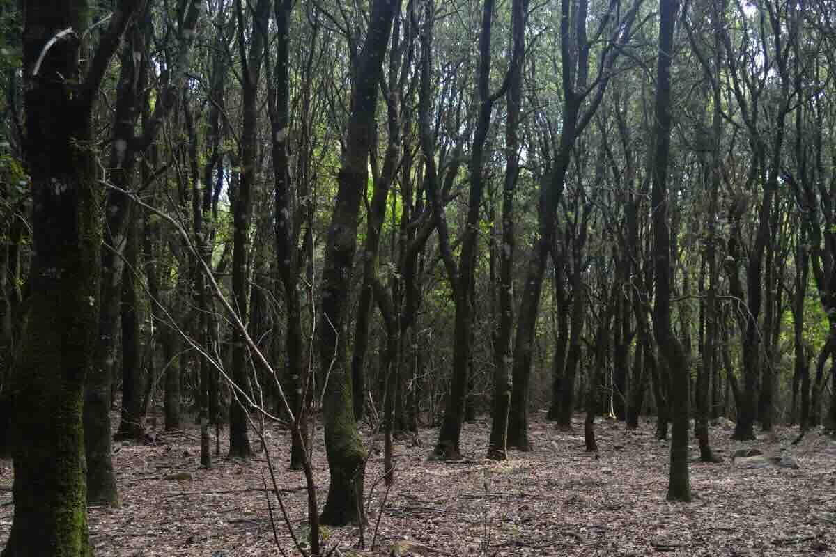 Albero nel Parco dei Sette Fratelli