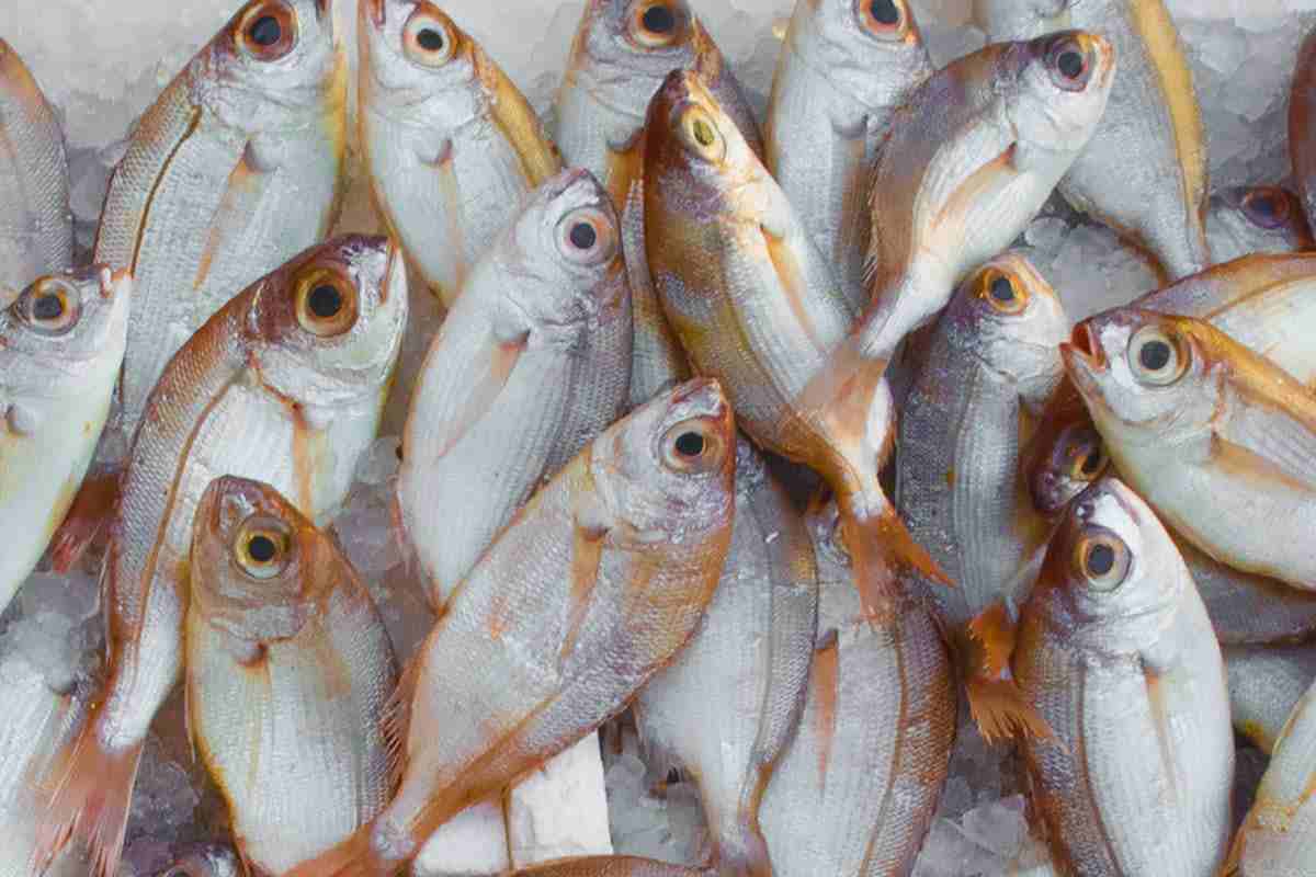 Pesce fresco
