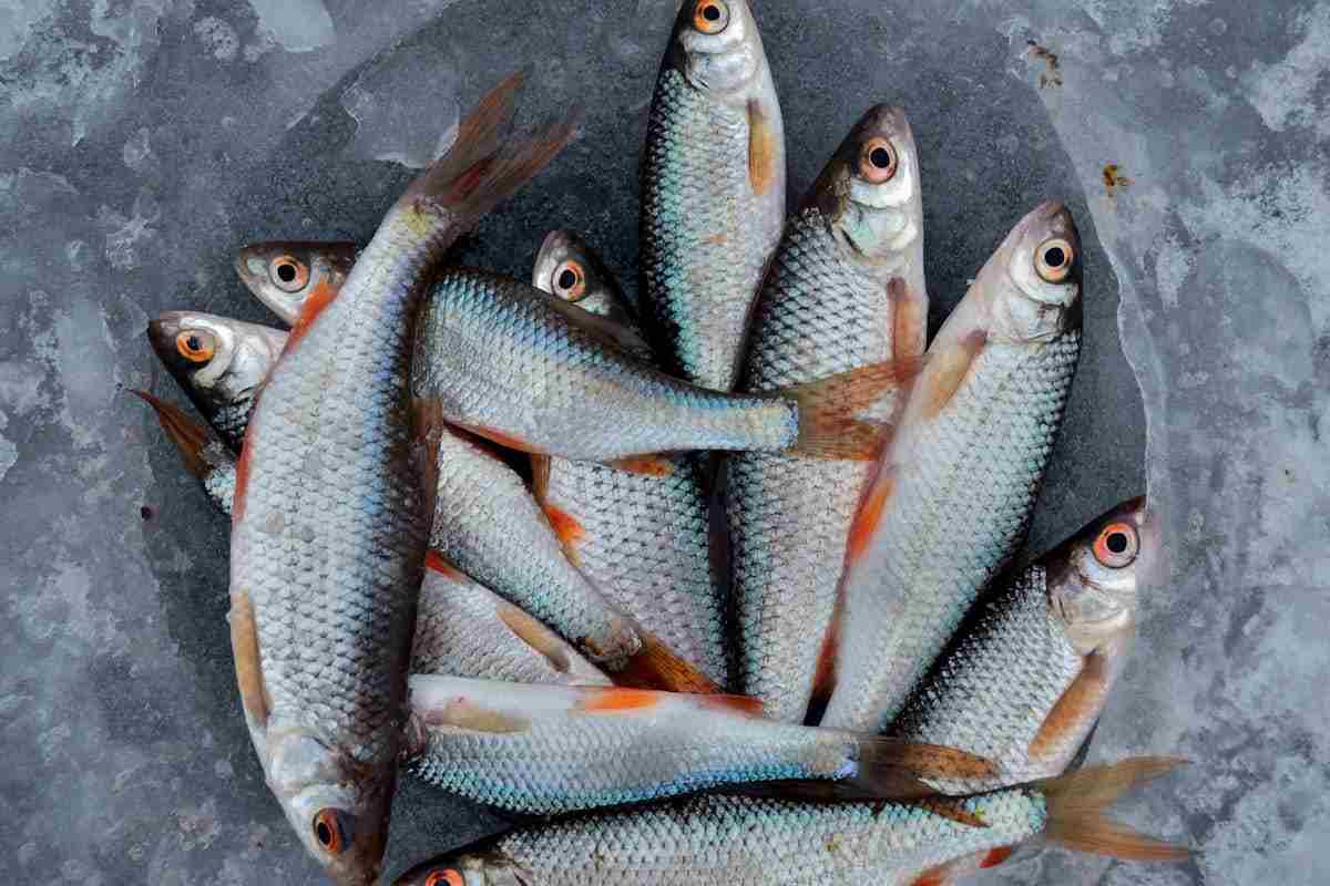 pesce vasca
