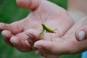 Persona con mantide religiosa sui palmi delle mani