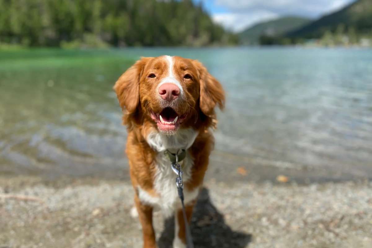 Cane al lago