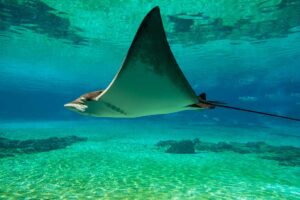 manta