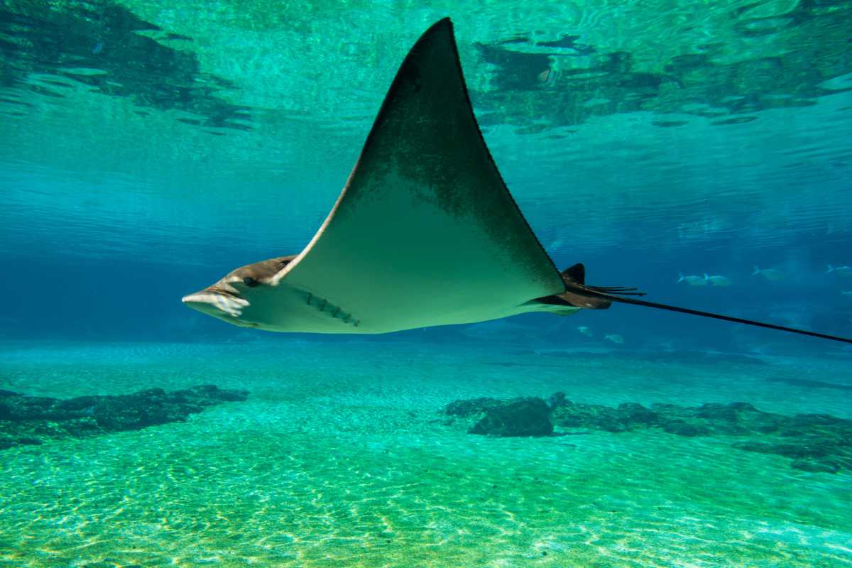 manta