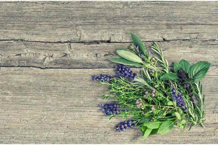piante aromatiche